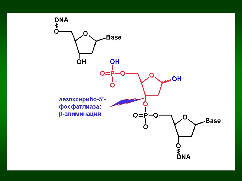 дезоксирибо-5’-фосфатлиаза: b-элиминация